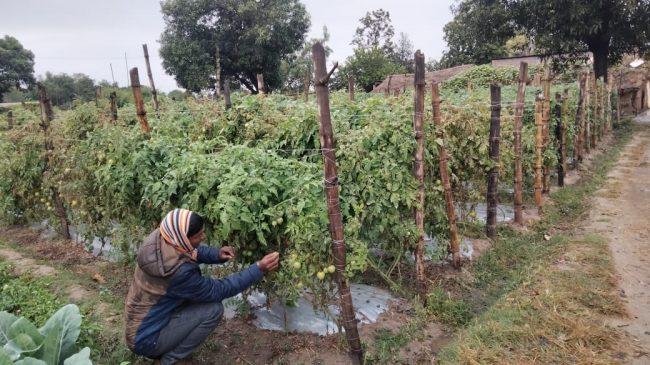 कृषकको चिन्ताः हिउँदे वर्षाले उत्पादनमा असर नगरोस्