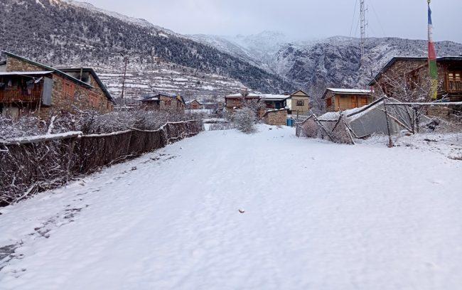 हुम्लामा तीन फिटसम्म हिमपात : हिउँ जम्न थाल्याे, जनजीवन प्रभावित