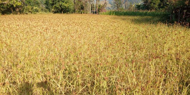 कोदोको कथा …. (फोटोफिचर)