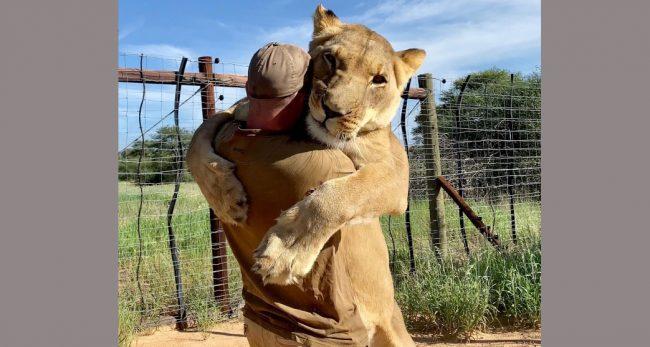 मान्छेलाई सिंहको अंगालो, अद्भूत घटना क्यामेरामा कैद