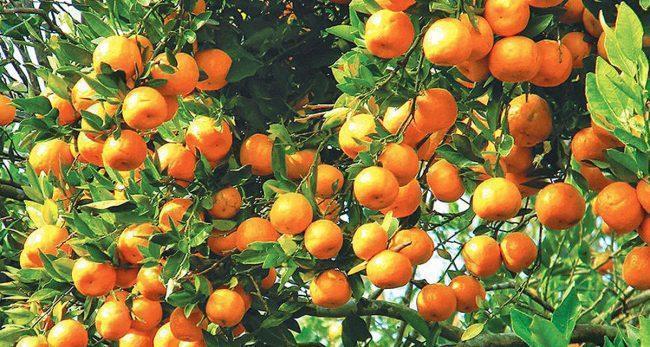 बादरले सुन्तला नष्ट गर्न थालेपछि म्याग्दीका कृषक चिन्तित