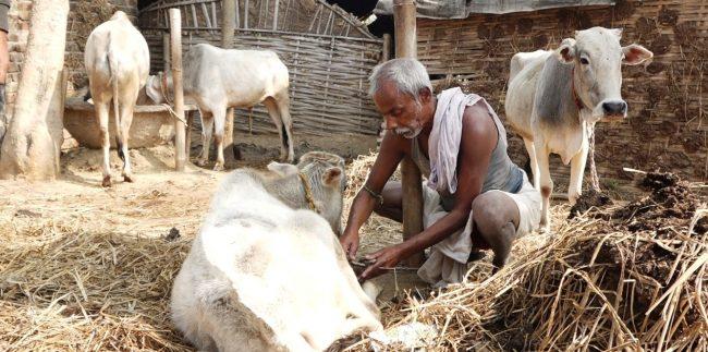 सप्तरीको पशु चौपाया अज्ञात रोगले ग्रसित