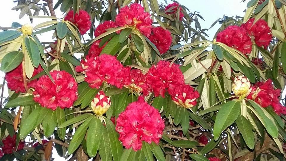 जलवायु परिवर्तनको असर: पुसमै फुल्यो लालीगुराँस