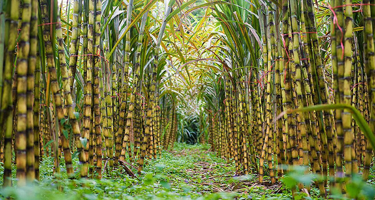 बगरको उखु खेतीबाट राम्रो आम्दानी
