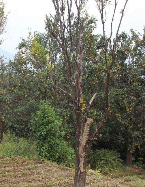 लमजुङको पकेट क्षेत्रमै मासियो सुन्तला