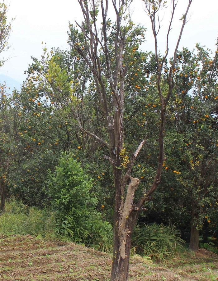 लमजुङको पकेट क्षेत्रमै मासियो सुन्तला