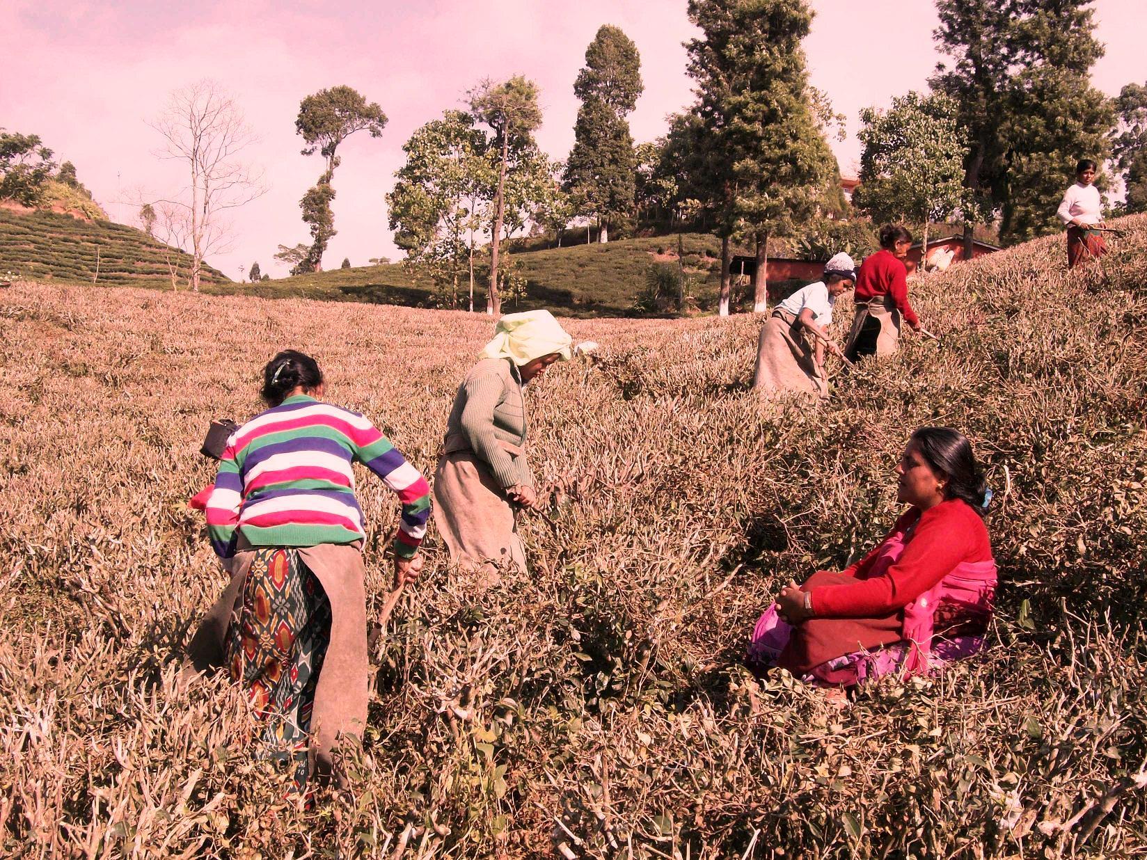 चियाको गुणस्तर सुधार्न किसानलाई काँटछाँटसम्बन्धी सीप सिकाइदै