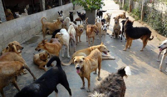 १४ वर्षका किशोरलाई दर्जनौं भुस्याहा कुकुरहरुले बीच बाटोमा चिथोरी–चिथोरी मारे