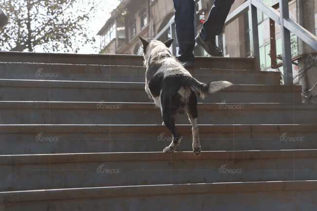 मान्छेले कम प्रयोग गर्ने आकाशे पुल कुकुरले प्रयोग गरेपछि…