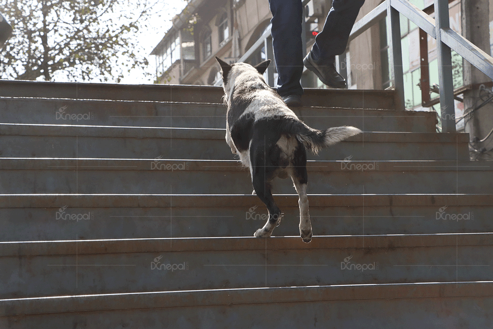 मान्छेले कम प्रयोग गर्ने आकाशे पुल कुकुरले प्रयोग गरेपछि…