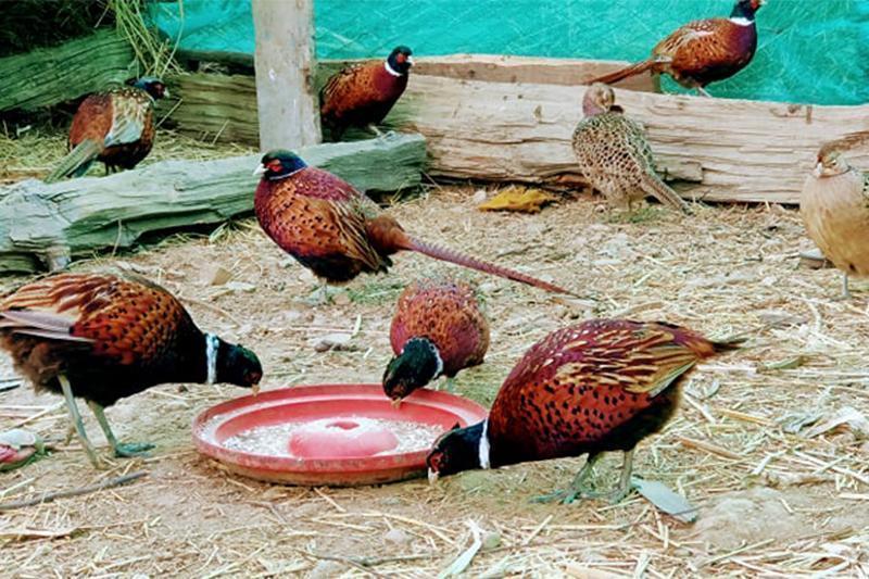 मान्ममा कालिज फार्म सञ्चालन