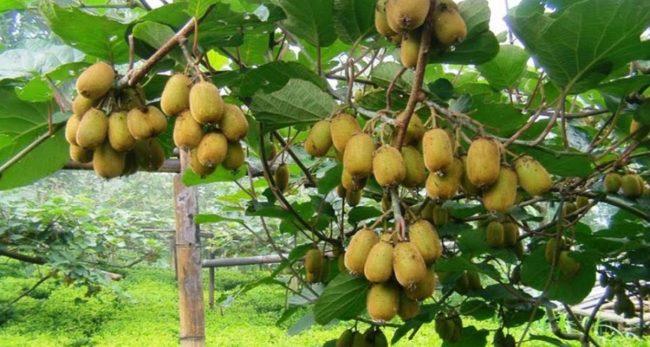 एक लाख १५ हजार रुपैयाँ बराबरको किवीका बिरुवा भुटान निर्यात