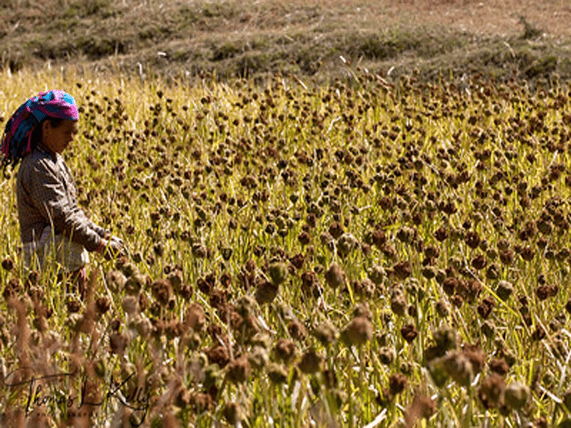 सहरमा माग बढेपनि गाउँमा कोदोखेती घट्दै