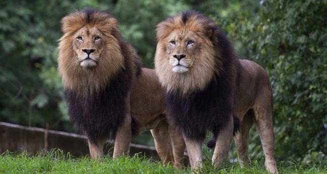 विमानस्थलमा २ वटा सिंह पिंजडाबाट भागे, आतंकित यात्रुहरुको भागाभाग