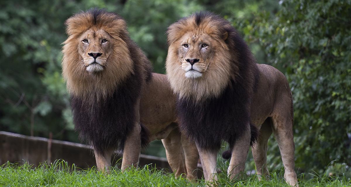 विमानस्थलमा २ वटा सिंह पिंजडाबाट भागे, आतंकित यात्रुहरुको भागाभाग