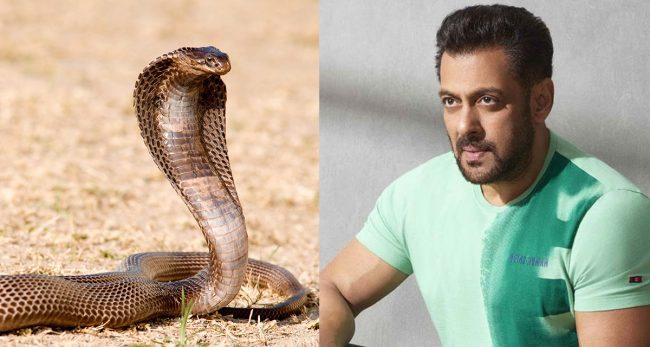 सलमान खानलाई सर्पले टोक्यो