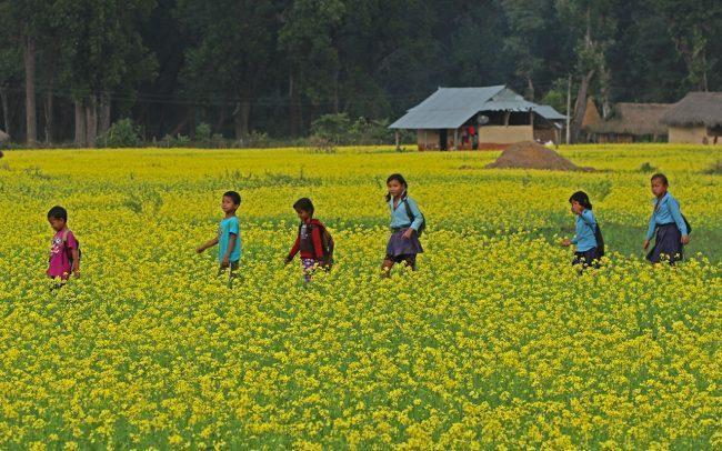 आहा ! तोरी बारी (फोटोफिचर)