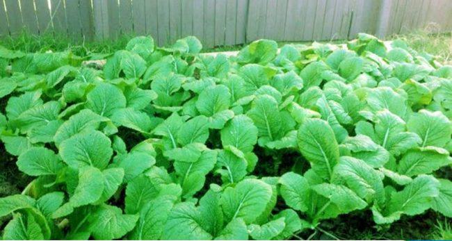 सागको बीउको बजार नपाउँदा किसान चिन्तित