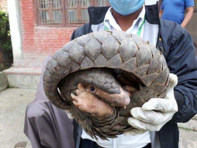 लागुऔषध र जिउँदो सालकसहित पक्राउ