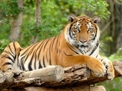 विश्व बाघ दिवसमा नयाँ बाघ गणना सार्वजनिक गरिँदै: संख्या अझै बढ्ने संकेत