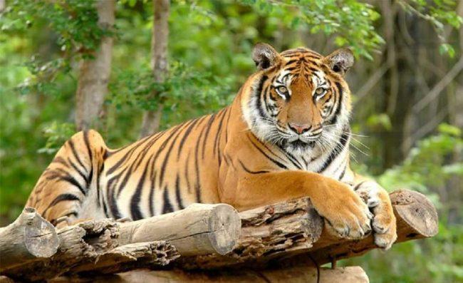 चितवन–पर्सा कम्प्लेक्सबाट बाघ गणना सुरु हुँदै, वनमन्त्रीले आज उद्घाटन गर्ने