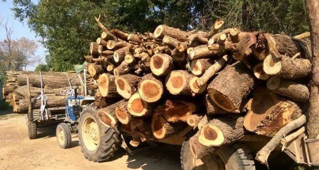 काठ चाेरी निकासी गर्दैगर्दा पक्राउ परेका व्यक्तिलाई वनका कर्मचारीले त्यसै छाडे