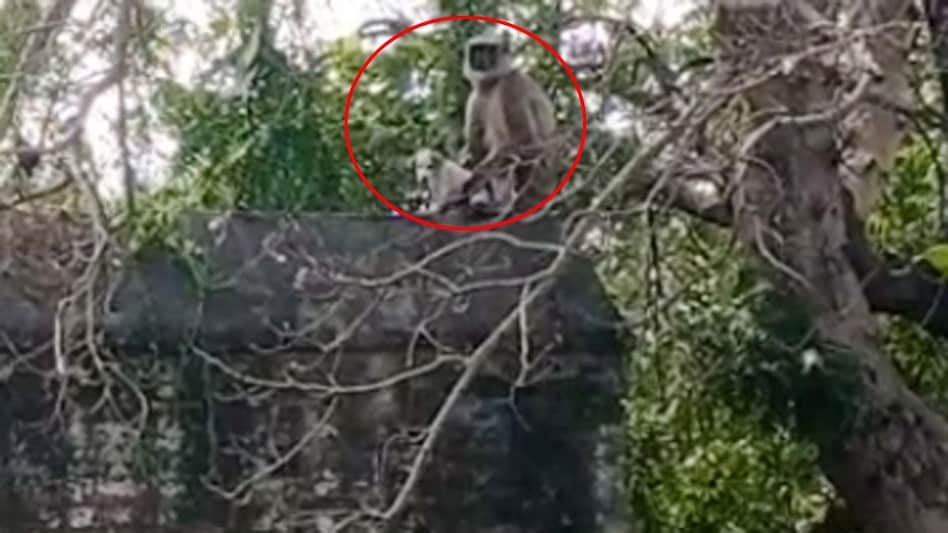 कुकुर र बाँदरबीच ‘ग्याङ फाइट’, ८० छाउराको मृत्यु