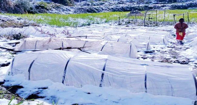 हिमपातका कारण टनेलमा क्षतिः राहत नपाउँदा किसान मर्कामा