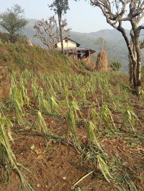 वर्षासँगै परेको असिनाले बालीनालीमा क्षति
