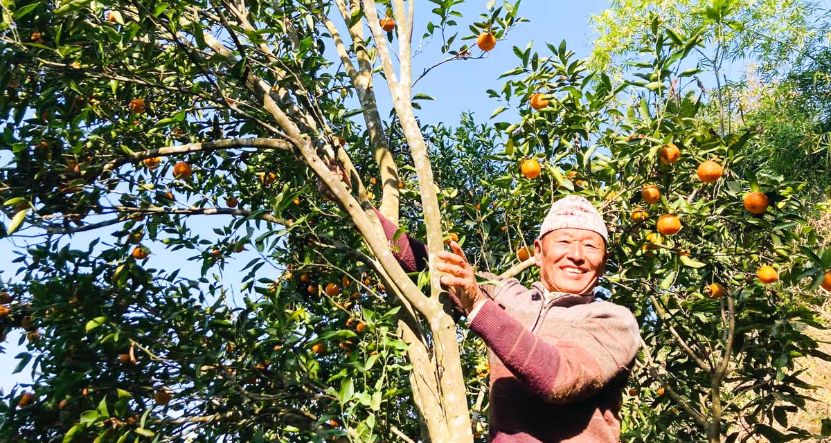 पूर्वप्रदेशसभा सदस्यको सुन्तला खेती