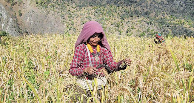 स्थानीय खाद्यान्नको उत्पादन घट्दा माग बढ्दै