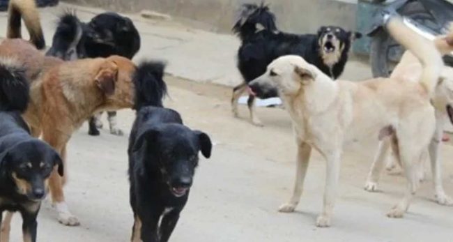 छाडा कुकुर घटाउन स्थायी बन्ध्याकरण अभियान