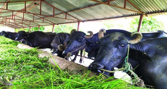 विदेशबाट फर्किएर पशुपालनमा आकर्षित