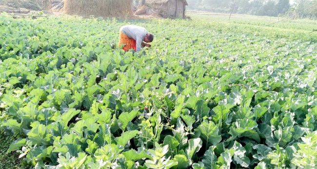 ‘विदेश पनि जान्न, जागिर पनि खान्न’ भन्ने कार्की तरकारी खेतीबाट वार्षिक १२ लाख आम्दानी गर्दै