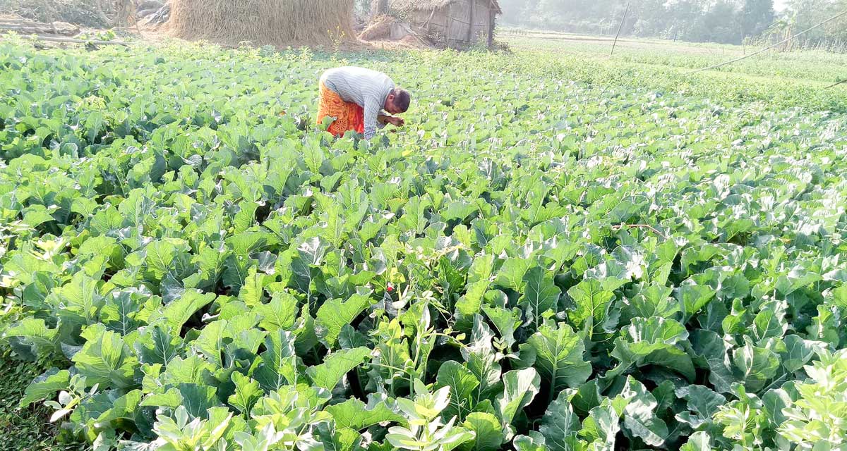 ‘विदेश पनि जान्न, जागिर पनि खान्न’ भन्ने कार्की तरकारी खेतीबाट वार्षिक १२ लाख आम्दानी गर्दै