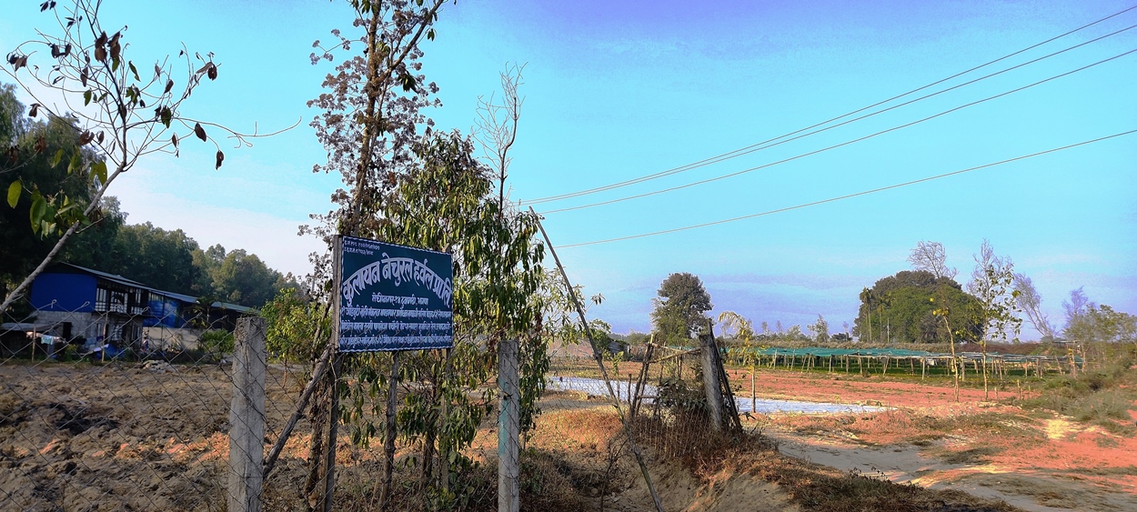 झापामा फस्टाउँदै जडीबुटी खेती