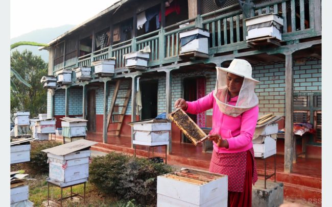 पाल्पामा मौरीपालन फस्टाउँदै, कृषक आकर्षित