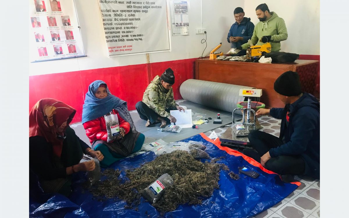 जङ्गली बाँकोको गुन्द्रक सहरका भान्सामा!