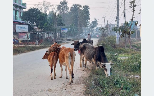 करोडौ खर्च हुँदा पनि छाडा पशुको दिगो व्यवस्थापन भएन