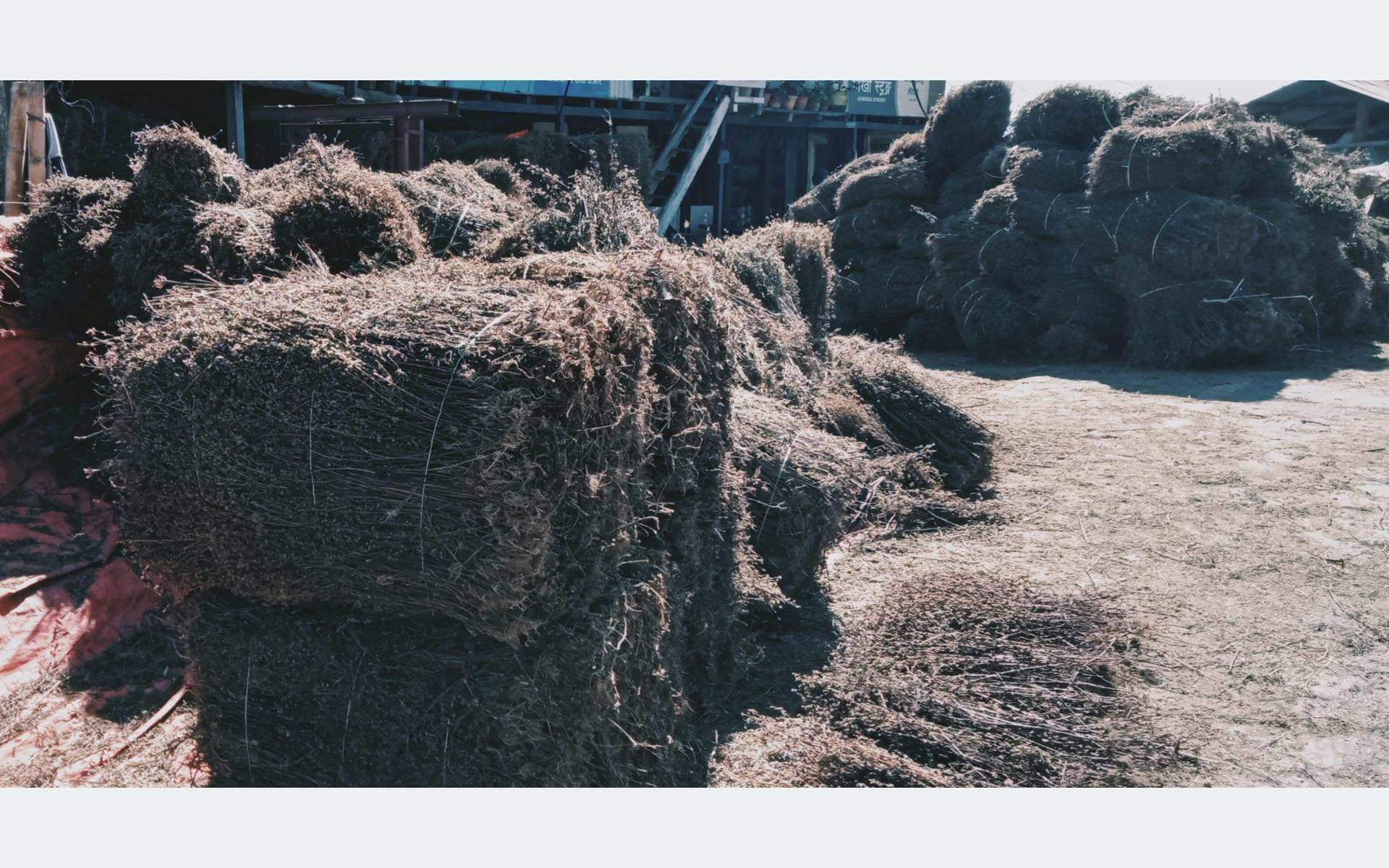 भोजपुरमा चिराइतो खेतीबाट किसान लाभान्वित