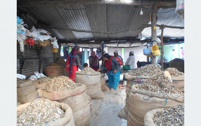 चन्द्रौटामा फष्टायो सिद्राको व्यापार