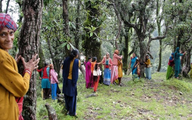 वन्यजन्तु आतङ्क नियन्त्रण गर्न रुख फँडानी अभियान