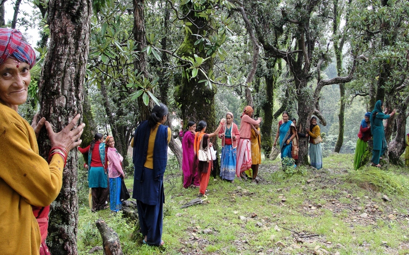 वन्यजन्तु आतङ्क नियन्त्रण गर्न रुख फँडानी अभियान