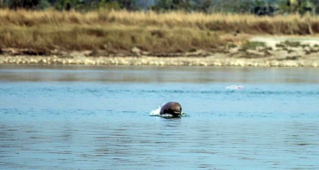 नारायणीमा डल्फिन भेटिएपछि संरक्षणकर्मी उत्साहित