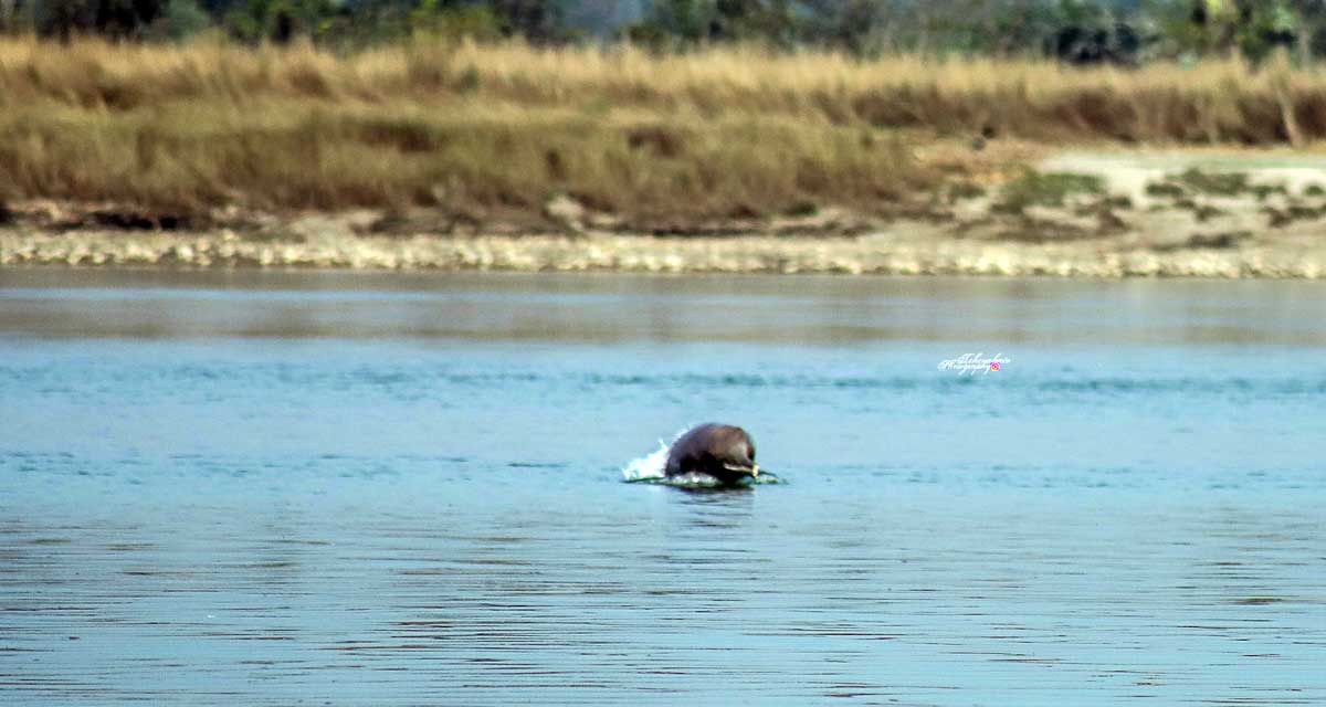 नारायणीमा डल्फिन भेटिएपछि संरक्षणकर्मी उत्साहित