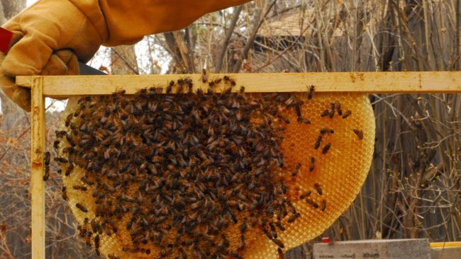 मह बेचेर वर्षिक रु ३५ लाख आम्दानी