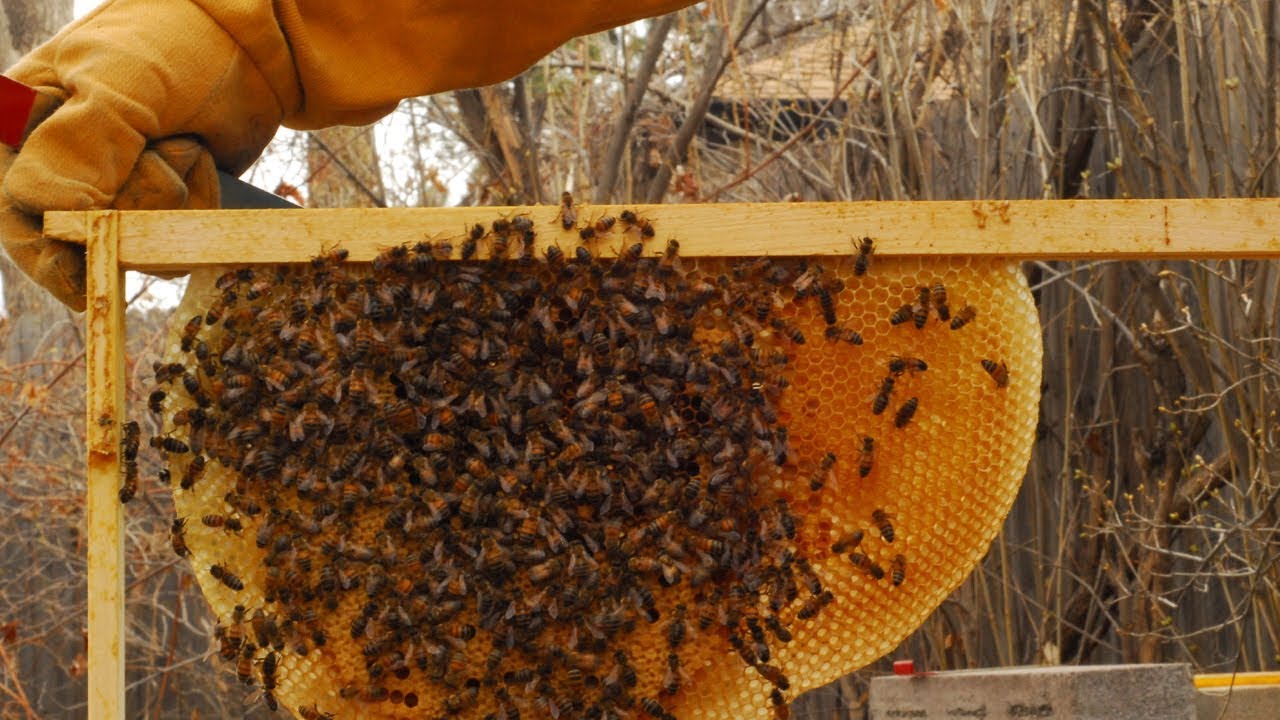 मह बेचेर वर्षिक रु ३५ लाख आम्दानी