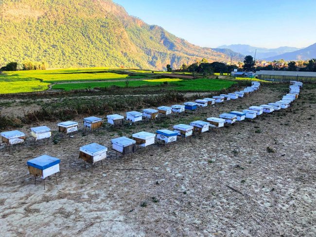 ललितपुरबाट मौरी चराउन बागलुङ !