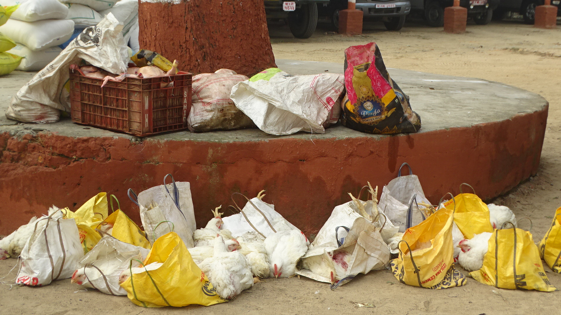 रुपन्देहीमा धमाधम नियन्त्रणमा आउँदै अवैध मासुजन्य बस्तु