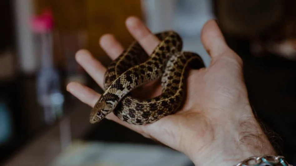 एयरपोर्टमा महिलाको झोलाबाट ४ फिट लामो सर्प निस्क्यो, जाँच गर्ने सुरक्षाकर्मीको सातो गयो